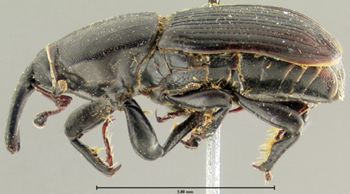 Media type: image;   Entomology 5204 Aspect: habitus lateral view